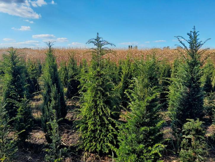 Taxus baccata., Tuin en Terras, Planten | Struiken en Hagen, Haag, Taxus, 100 tot 250 cm, Ophalen of Verzenden