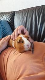 Dieren cavia vakantie oppas in eigen kooi, Dieren en Toebehoren, Cavia, Meerdere dieren