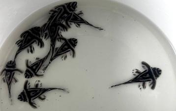 Hypancistrus zebra - L046 | Zebra Pleco | L46 beschikbaar voor biedingen