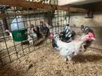 Prachtige serama kippen & hanen en krielkippen, Dieren en Toebehoren, Pluimvee, Meerdere dieren, Kip