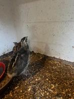 Japanse kwartels, Dieren en Toebehoren, Pluimvee, Vrouwelijk, Overige soorten