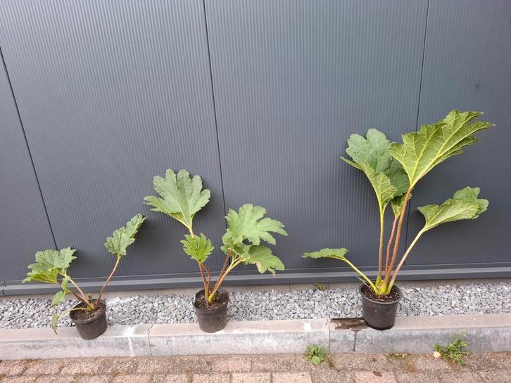 Gunnera - Mammoetblad - 3 maten beschikbaar!, Tuin en Terras, Planten | Tuinplanten, Vaste plant, Overige soorten, Halfschaduw