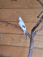 Bonte diamantduifjes 2025, Meerdere dieren, Tropenvogel