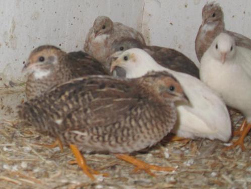 Chinese dwergkwartels, Dieren en Toebehoren, Pluimvee, Overige soorten, Meerdere dieren