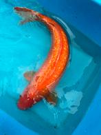 Mooie Ginrin Karashi koi, Dieren en Toebehoren, Vissen | Vijvervissen, Karper of Koi