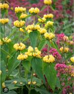Phlomis stekken - prachtige vaste plant! Winterhard, Tuin en Terras, Volle zon, Vaste plant, Zomer, Ophalen