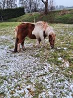 Lieve bonte shetlandmerrie te koop, Dieren en Toebehoren, Pony's, Merrie, B pony (1.17m tot 1.27m), Recreatiepony, Gechipt