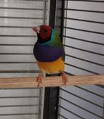 Gouldamadines, Dieren en Toebehoren, Mannelijk