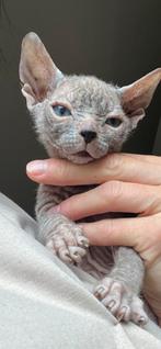 Peterbald x sphynx x oosterse korthaar kittens, Dieren en Toebehoren, Katten en Kittens | Raskatten | Korthaar, Meerdere dieren