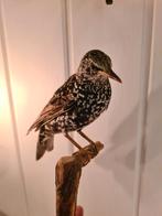 Opgezette spreeuw, sparrow, prachtig opgezet, vogel, taxider, Ophalen of Verzenden, Zo goed als nieuw, Vogel, Opgezet dier