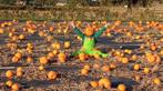 Herfstvakantie: pompoenen uitzoeken en uithollen !!, Ophalen, Nieuw