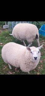 Boeren Texelaar 1 jaar drachtig  2 stuks, Dieren en Toebehoren, Vrouwelijk, Schaap