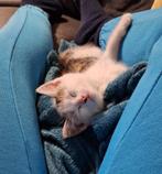 Kitten poes gechipt, Dieren en Toebehoren, Katten en Kittens | Overige Katten, Poes, Kortharig, 0 tot 2 jaar