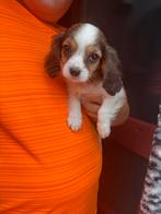 Havanezer x Cavalier King Charles Spaniel, Dieren en Toebehoren, Honden | Chihuahua's en Gezelschapshonden, Rabiës (hondsdolheid)