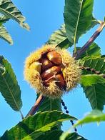 Notenbomen Walnoten pekannoten moerbei pawpaw vrucht bomen, Lente, In pot, Ophalen of Verzenden, Walnotenboom