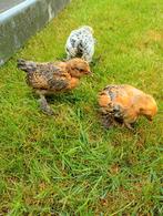 10 sabelpootkriel kuikens tekoop, Dieren en Toebehoren, Pluimvee, Meerdere dieren, Kip