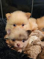 Pomchi f1 lang haar, Dieren en Toebehoren, Honden | Chihuahua's en Gezelschapshonden, Overige rassen, CDV (hondenziekte), 8 tot 15 weken