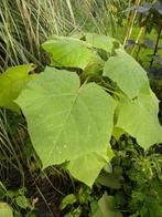 PAULOWINA TOMATOSA boompjes., Overige soorten, Lente, 100 tot 250 cm, Ophalen