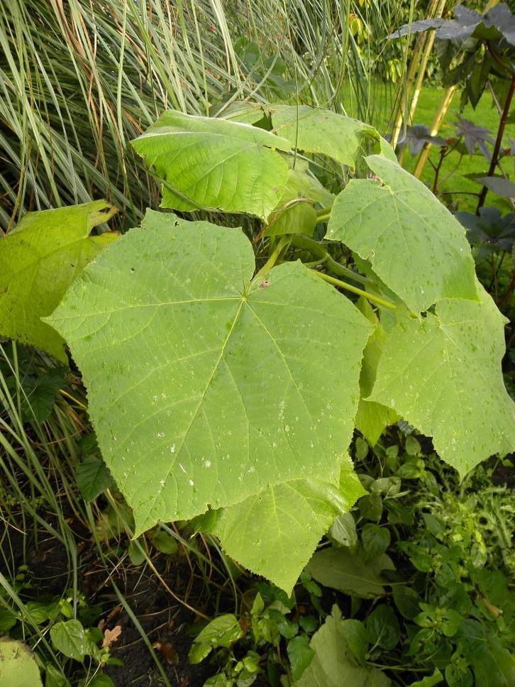 PAULOWINA TOMATOSA boompjes., Tuin en Terras, Planten | Bomen, Overige soorten, 100 tot 250 cm, Volle zon, Lente, Ophalen