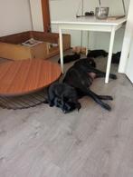 Labrador puppies, Dieren en Toebehoren, Honden | Retrievers, Spaniëls en Waterhonden, Rabiës (hondsdolheid), 8 tot 15 weken, Labrador retriever