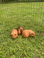 Jonge cavia zeugjes, Dieren en Toebehoren, Knaagdieren, Vrouwelijk, Cavia, Na 1 juli 2024, Tam