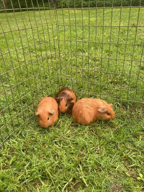 Jonge cavia zeugjes, Dieren en Toebehoren, Knaagdieren, Vrouwelijk, Cavia, Na 1 juli 2024, Tam