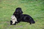 flatcoated retriever pups verwacht, Overige rassen, CDV (hondenziekte), 8 tot 15 weken, Geslacht onbekend