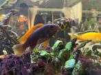 Malawi cicliden, Dieren en Toebehoren, Vissen | Aquariumvissen, Vis, Zoetwatervis