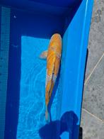 Ochiba, Dieren en Toebehoren, Vissen | Vijvervissen, Karper of Koi