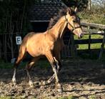 Prachtig goud kleurig abc hengst (Tuschinski X Weissgold gf), Dieren en Toebehoren, Gechipt, 0 tot 2 jaar, Hengst, Onbeleerd