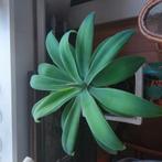Agave attenuata, Huis en Inrichting, Kamerplanten, Ophalen, Halfschaduw, Minder dan 100 cm
