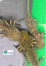 Axolotl Wildkleur Iridophore Starburst (B), Amfibie, Tam, 0 tot 2 jaar