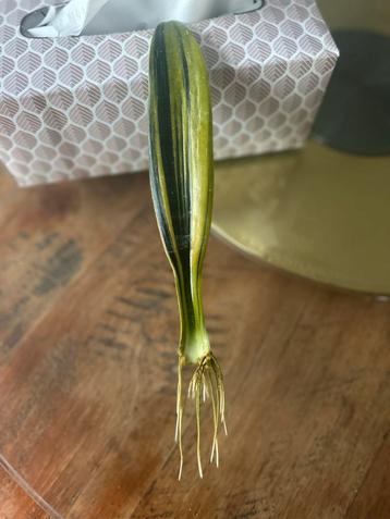 Stek Sansevieria trifasciata gold flame geworteld beschikbaar voor biedingen