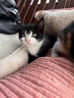 Lieve kittens te koop!, Dieren en Toebehoren, Katten en Kittens | Overige Katten, Meerdere dieren, Kortharig, 0 tot 2 jaar