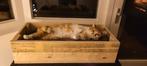 Handgemaakte houten katten mand (hond), Nieuw, Overige, Ophalen of Verzenden