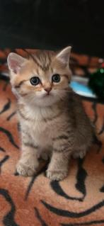 Te koop mooie britse korthaar golden tabby kittens, Dieren en Toebehoren, Katten en Kittens | Raskatten | Korthaar, Meerdere dieren