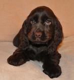 Gezocht: chocolade bruine of blonde Cocker spaniël pup, Nederland, Reu, 8 tot 15 weken, Eén hond