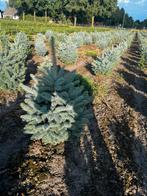 Kerstbomen Picea pungens super blue (SBS), Tuin en Terras, Planten | Bomen, Ophalen, Volle zon, Overige soorten
