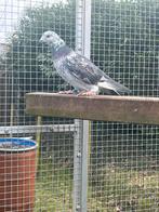 Mooie schimmel duivin, Vrouwelijk, Postduif