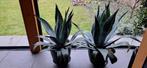 2 stuks agave americana, Volle zon, Vaste plant, Bloeit niet, Ophalen