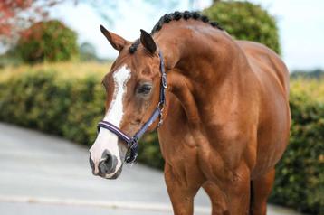 Superlieve en knappe allround merrie beschikbaar voor biedingen