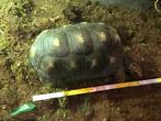 Kolenbranderschildpad., Dieren en Toebehoren, Reptielen en Amfibieën, 11 jaar of ouder, Tam, Schildpad
