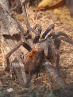 Vogelspin. Chromatopelma cyaneopuescens, Dieren en Toebehoren