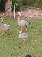 Streepkop gans, Dieren en Toebehoren, Pluimvee, Geslacht onbekend, Kip