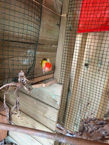 Agapornis beschikbaar voor biedingen