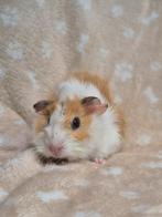 Lief creme bont borstel cavia beertje zoekt beste huisje!, Dieren en Toebehoren, Knaagdieren, Cavia, Mannelijk, Juli, Tam