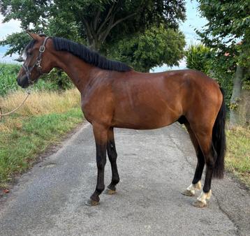 3 jarige New Forest ruin , en goedgekeurde hengst . beschikbaar voor biedingen
