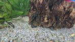 Algeneter Ancistrus wildkleur aquarium vis longfin gen, Vis