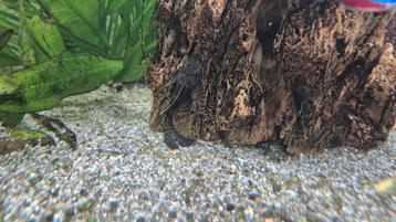 Algeneter Ancistrus wildkleur aquarium vis longfin gen beschikbaar voor biedingen