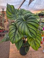 Philodendron Colombia XXL p24 h120